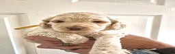 Cockapoo dogs for sale: Five F1 gorgeous Cockapoos mother & father present - Advert 5