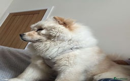 Chow Chow dogs for sale: Sully the chow chow - Image 4