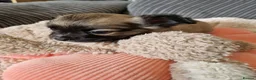 Chihuahua dogs for sale: Chihuahua puppy's  - Advert 36