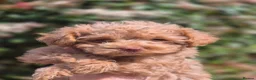 Maltipoo dogs for sale: 4 Maltipoo Puppies - 2 Apricot Girls & 2 Red Boys - Advert 1