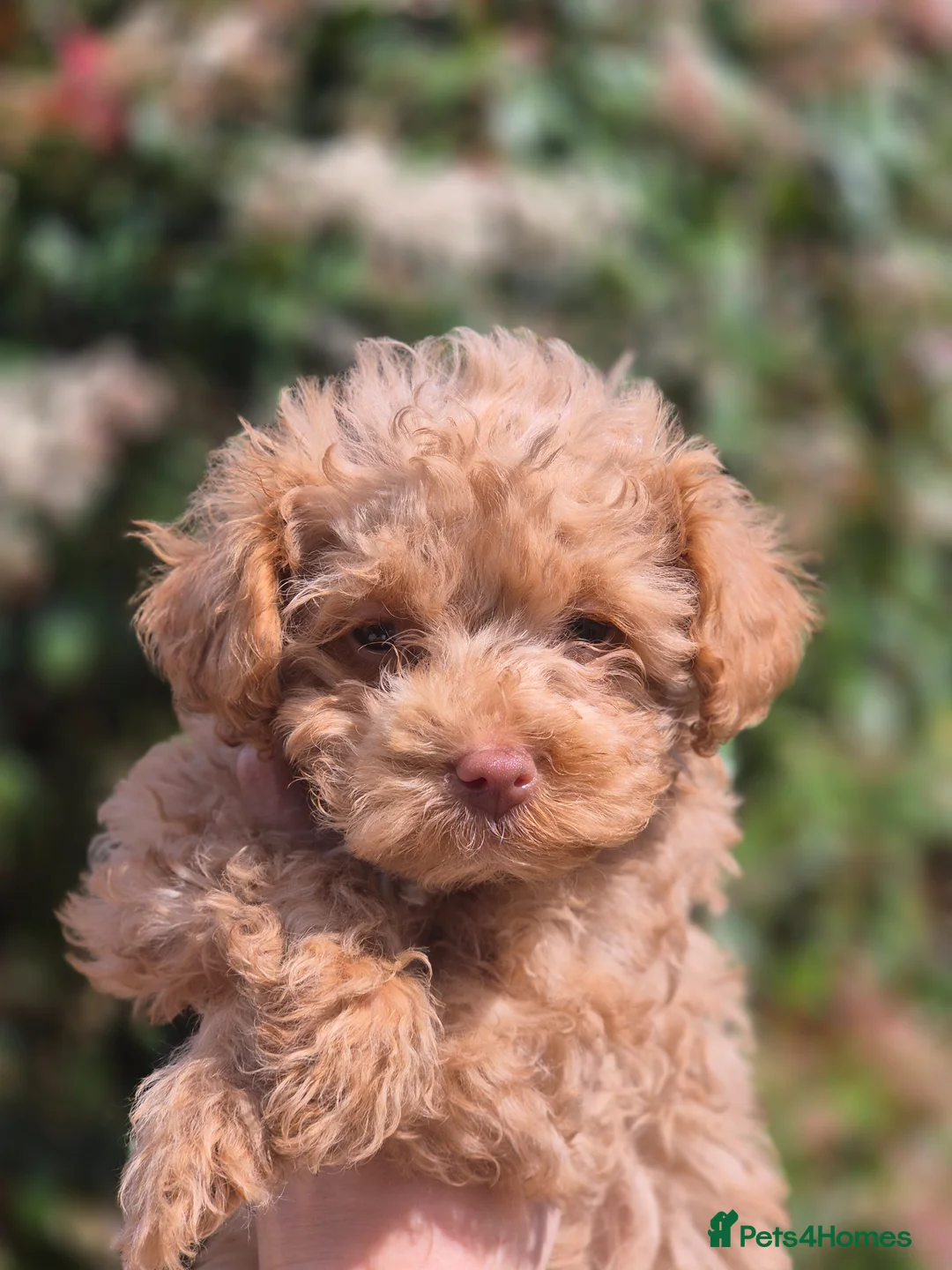 Maltipoo dogs for sale: 4 Maltipoo Puppies - 2 Apricot Girls & 2 Red Boys - Advert 1