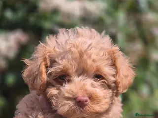 Maltipoo dogs 4 Maltipoo Puppies - 2 Apricot Girls & 2 Red Boys - Advert 15