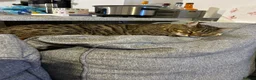 Bengal cats for adoption: Beautiful Leo looking for home - Advert 4