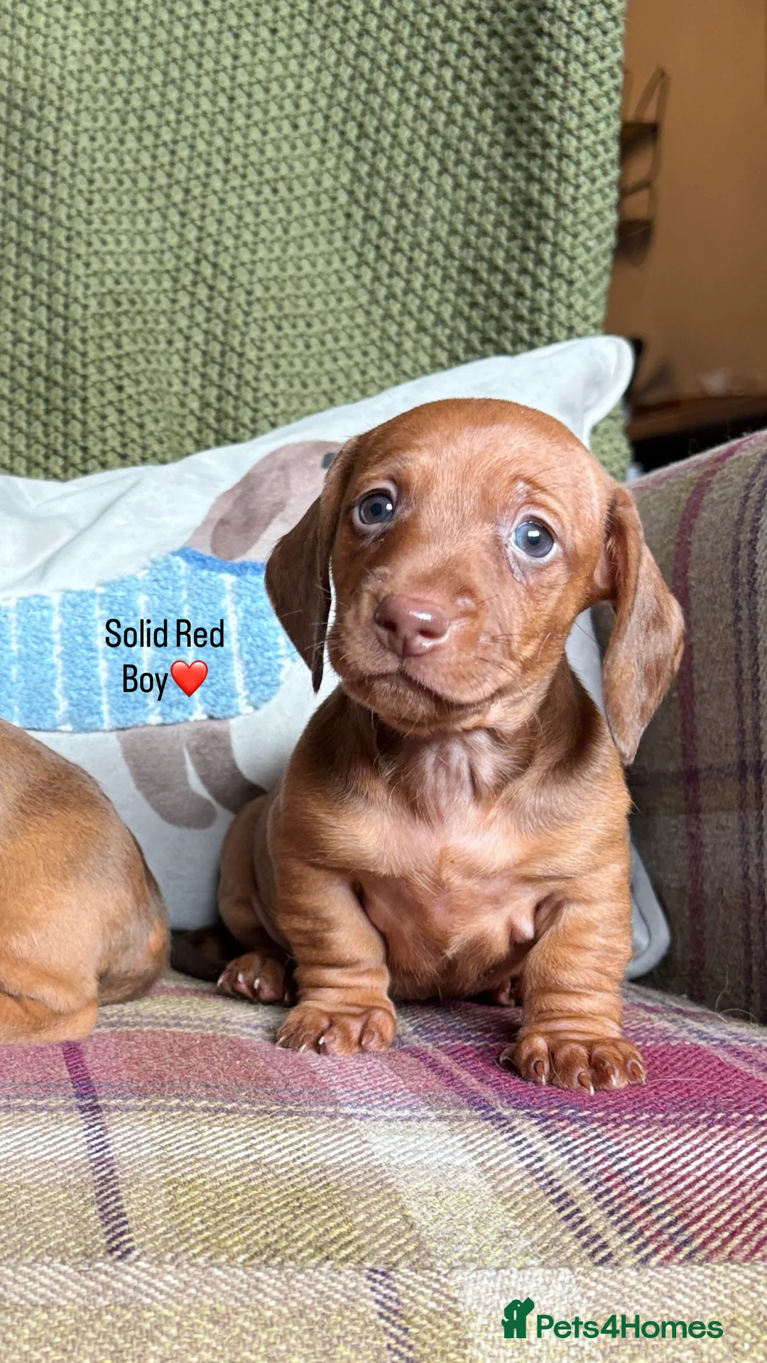 Miniature Dachshund dogs for sale: SMOOTH HAIRED MINIATURE DACHSHUNDS🖤 - Advert 18