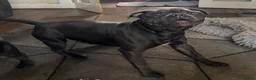 Staffordshire Bull Terrier dogs for stud: Kenbloom Mcintosh  - Advert 3