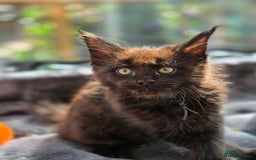 Maine Coon cats for sale: Black smoke pedigree Maine Coon in Kettering - Image 17