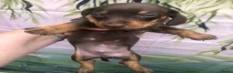 Dachshund dogs for sale: Miniature dutch hound, puppies  - Advert 6