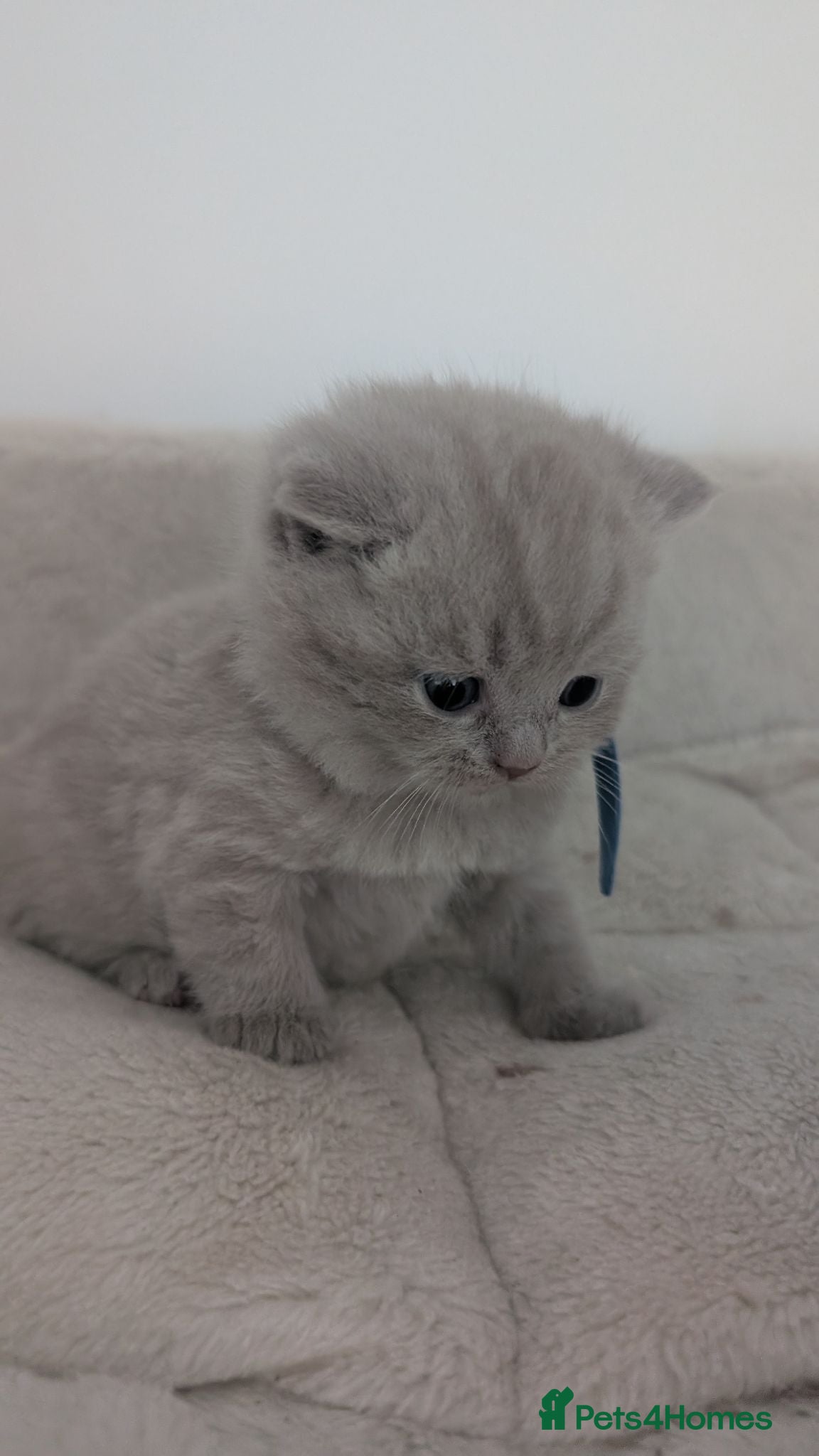 British Shorthair cats Adorable British Shorthair Kittens  - Advert 1