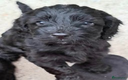 Cockapoo dogs for sale: Gorgeous F1b Cockapoo Puppies  Ready at 8 Weeks 🐾 - Image 5