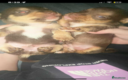 Jack Russell dogs for sale: #Readynow#Miniature Jack Yorkshire terrier pups in Sittingbourne - Image 3