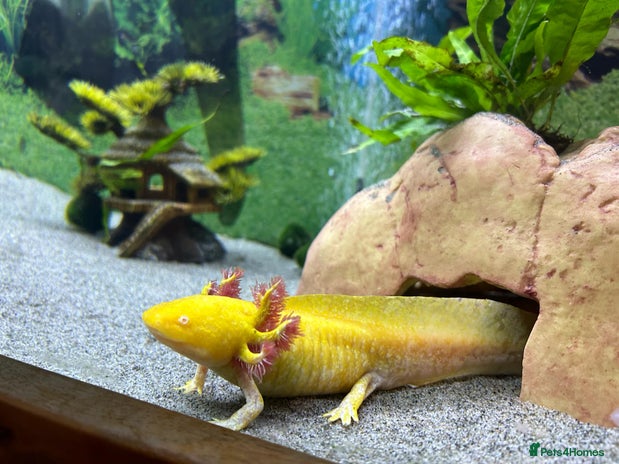 Axolotl reptiles in Dumfries - Advert 12
