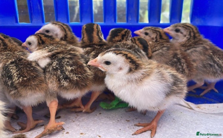 Guinea Fowl poultry - Advert 1