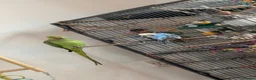 Ringnecks birds for sale: 1 year old Indian ringkneck & 10 month old budgie - Advert 1