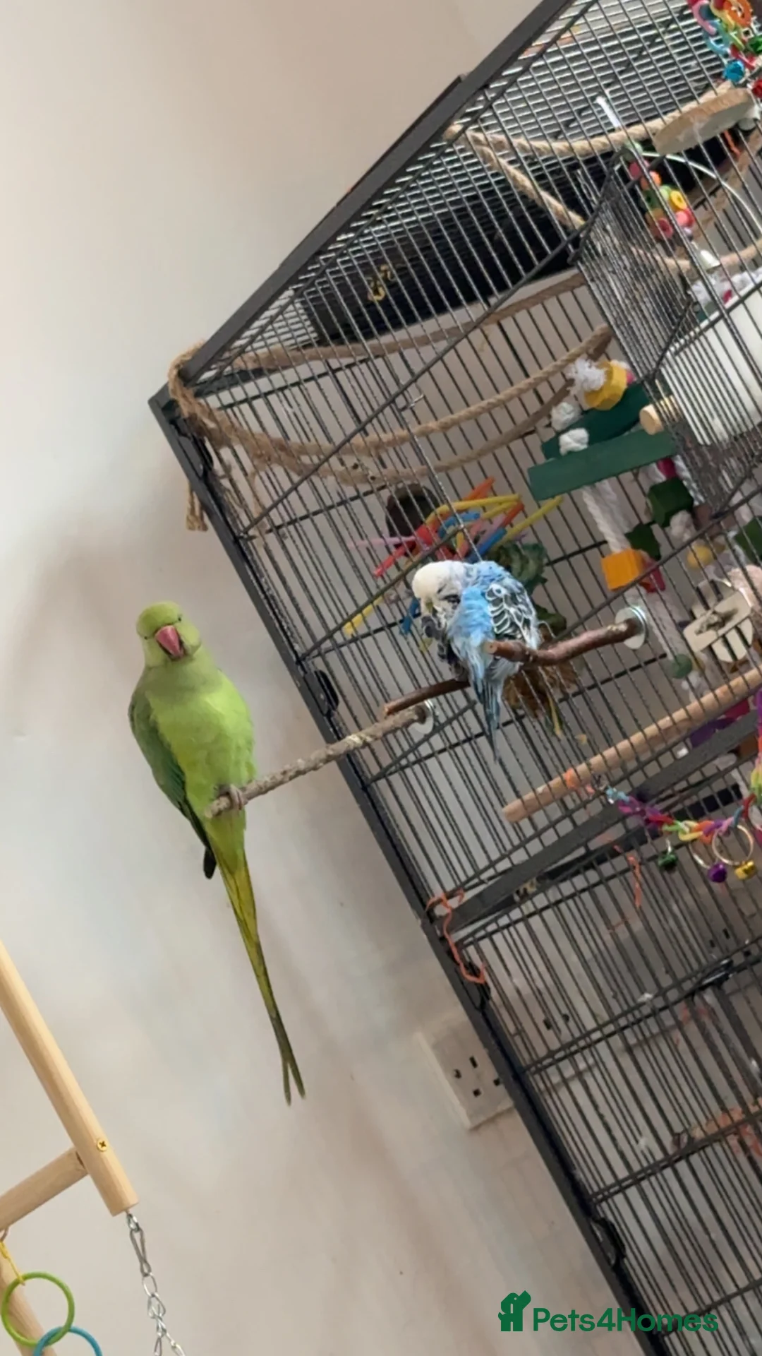 Ringnecks birds for sale: 1 year old Indian ringkneck & 10 month old budgie - Advert 1