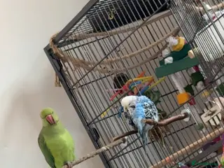 Ringnecks birds 1 year old Indian ringkneck & 10 month old budgie - Advert 1