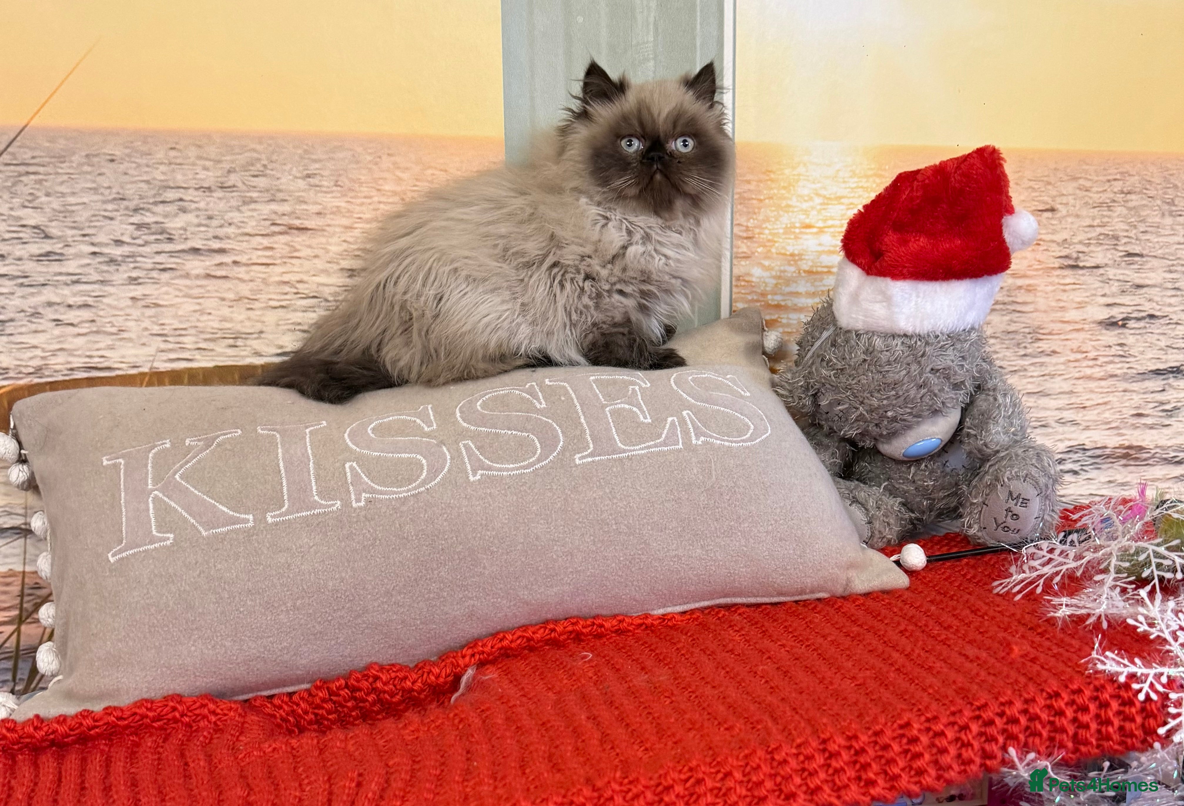 Persian cats Persians blue eyes (last kitten) - Advert 2