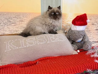 Persian cats Persians blue eyes (last kitten) - Advert 3