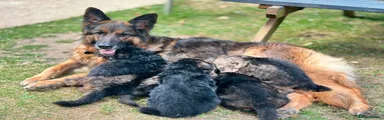 German Shepherd 1