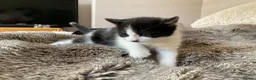 Domestic Shorthair cats for sale: Beautiful kittens ready in 5 weeks - Advert 19