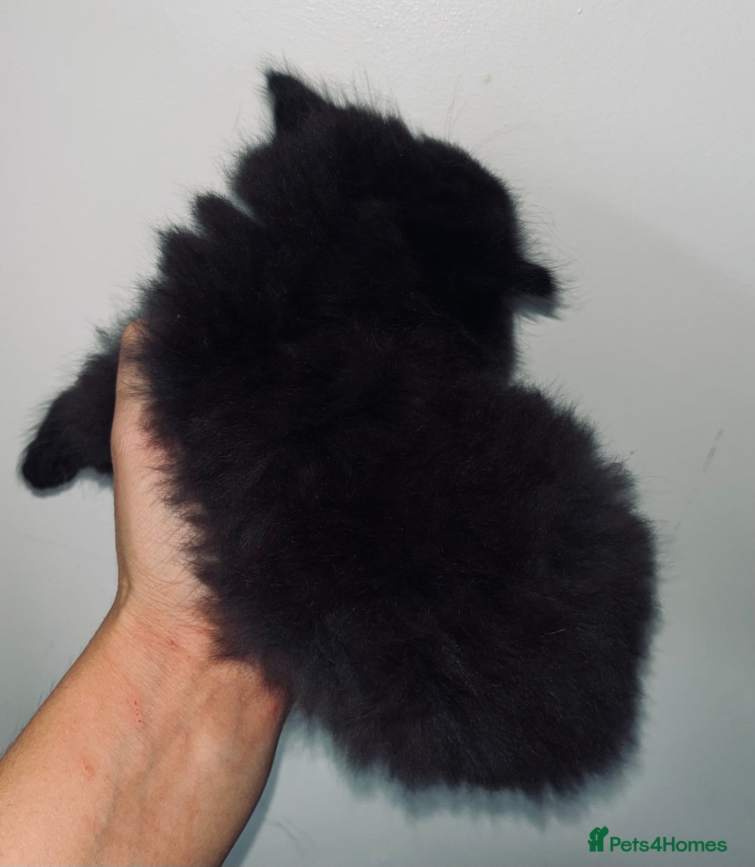 British Shorthair cats for sale: British shorthair X ragdoll  - Image 6