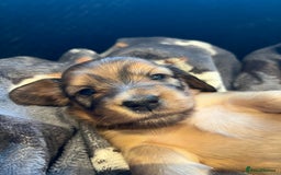 Miniature Dachshund dogs for sale: Family owned miniature longhaired dachshunds - Image 5