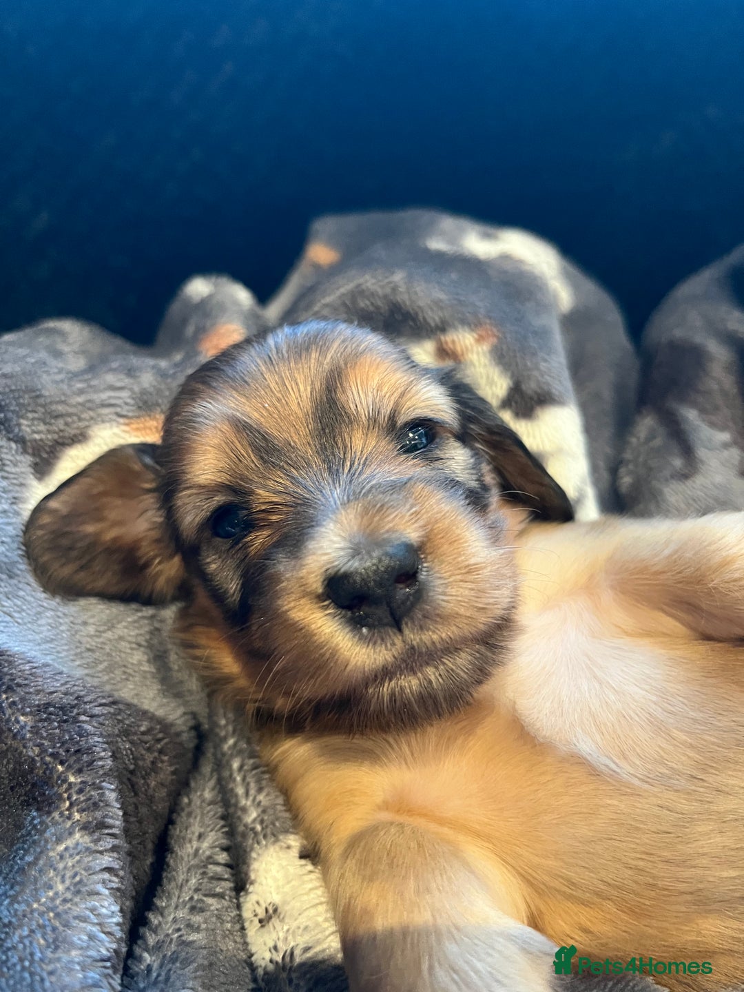 Miniature Dachshund dogs for sale: Family owned miniature longhaired dachshunds - Image 5