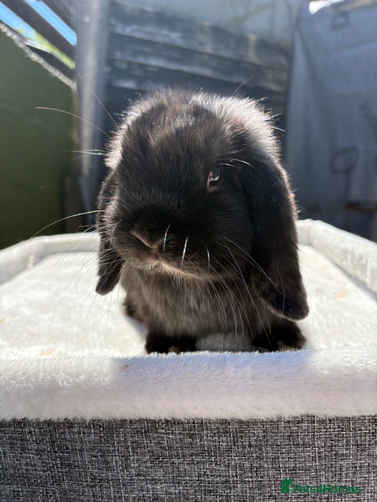 Dwarf Lop rabbits Stunning black self boy  - Advert 4