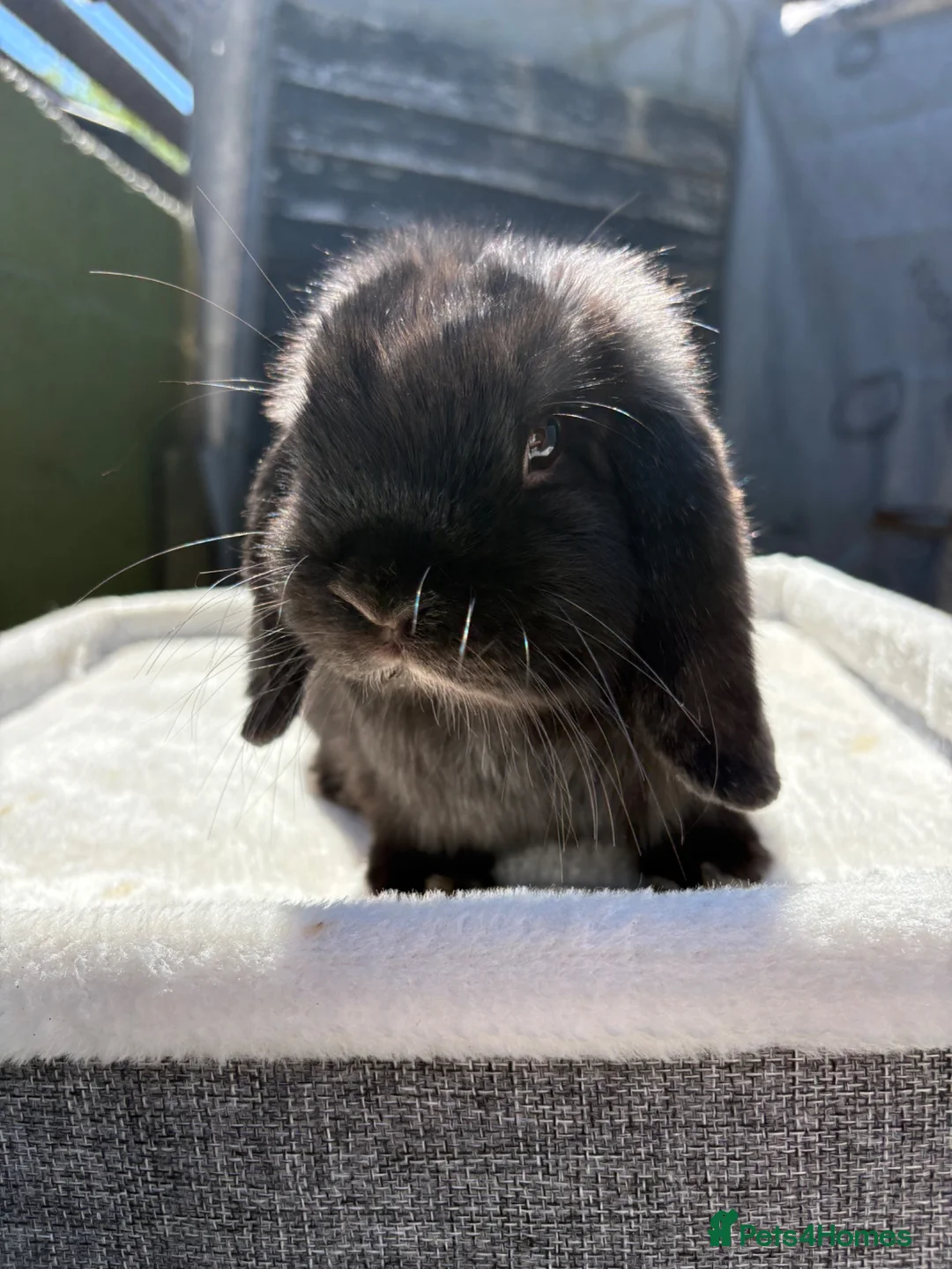 Dwarf Lop rabbits for sale: Stunning black self boy  - Advert 1
