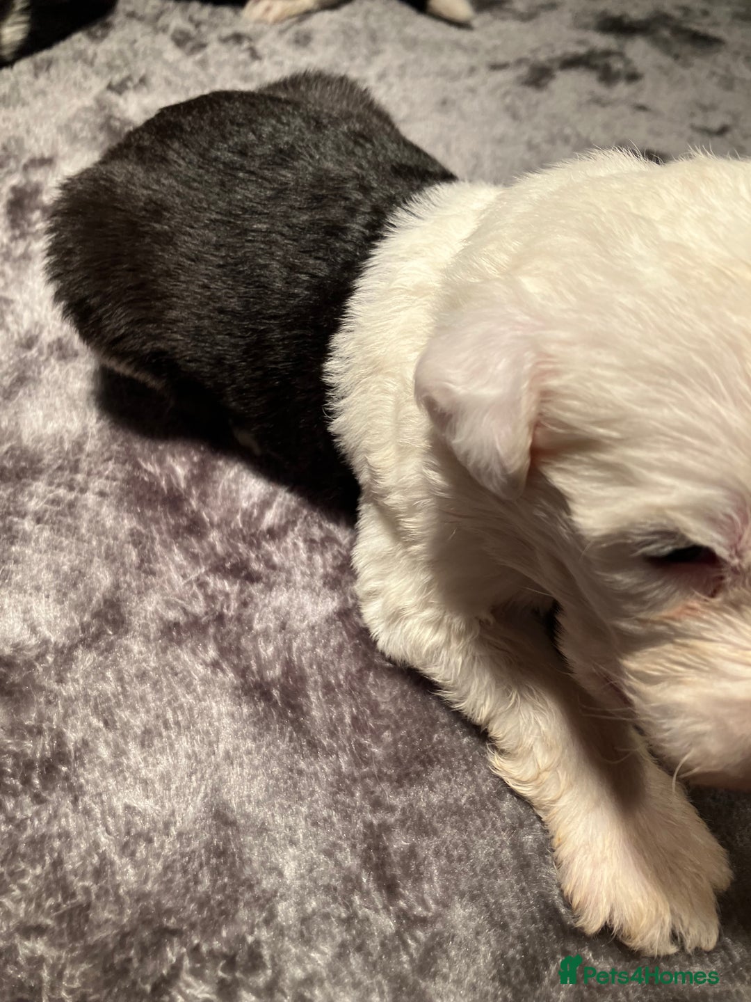 Old English Sheepdog dogs for sale: HEALTH TESTED OLD ENGLISH SHEEPDOG PUPPIES  - Advert 20