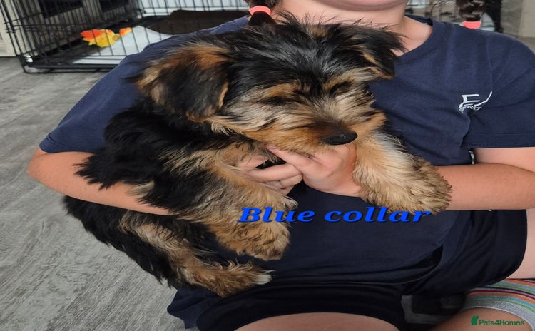 Yorkshire Terrier dogs - Advert 4