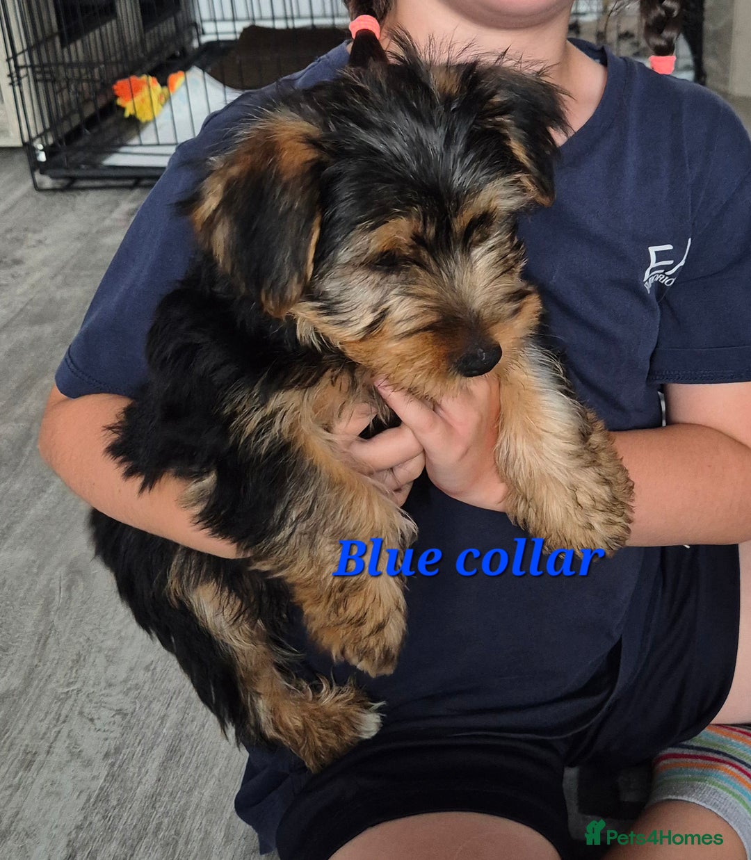 Yorkshire Terrier dogs for sale: ❤️ READY TO NEW HOME❤️Small Yorkshire Terrier Boy - Image 1