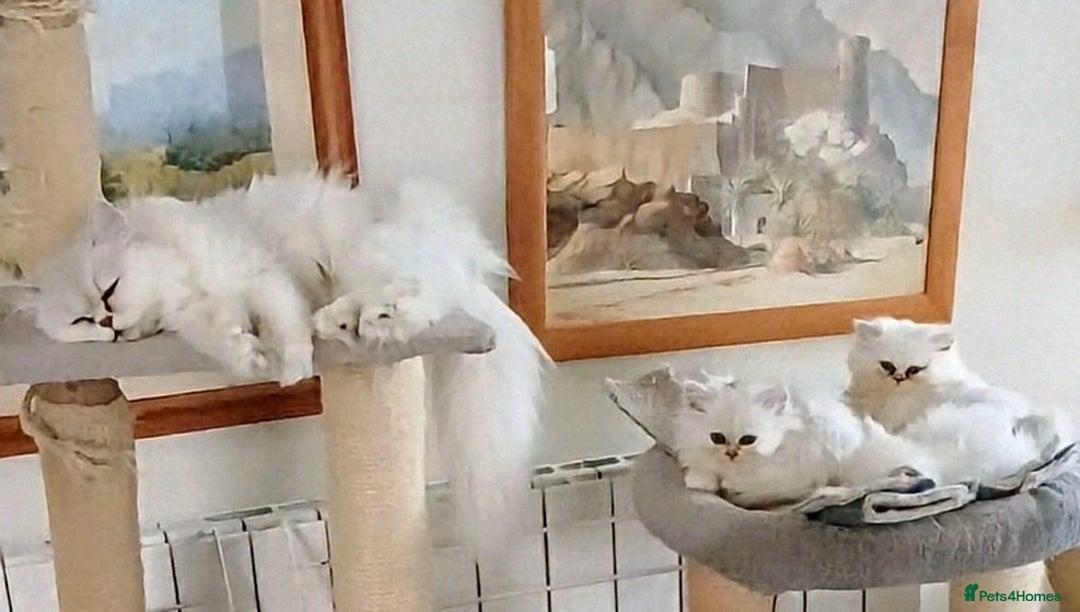 Persian cats for sale: Quality pure bred white tipped kittens - Image 9