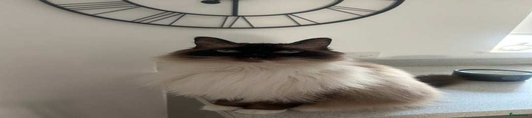 Ragdoll Cat