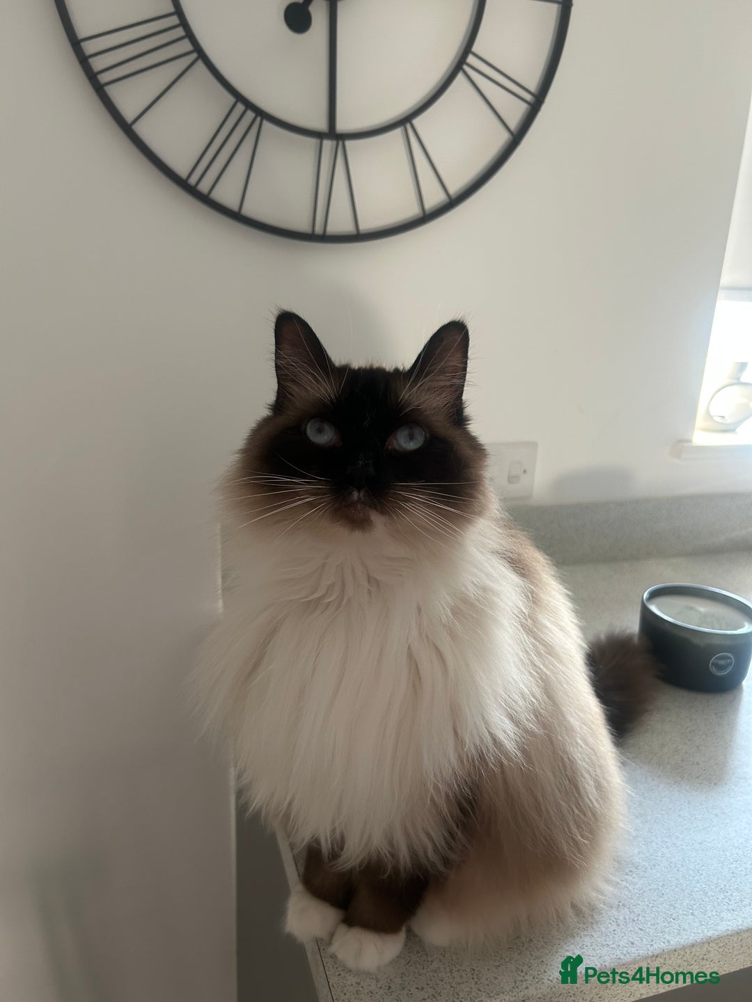 Ragdoll cats for sale: Male ragdoll and male Persian available  - Image 3