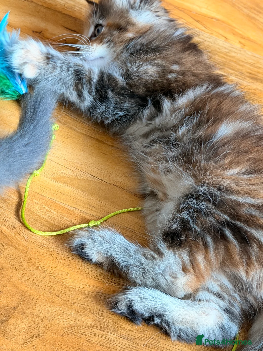 Maine Coon cats for sale: Maine coon kittens - Advert 2