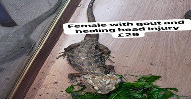 Bearded Dragon reptiles - Advert 5