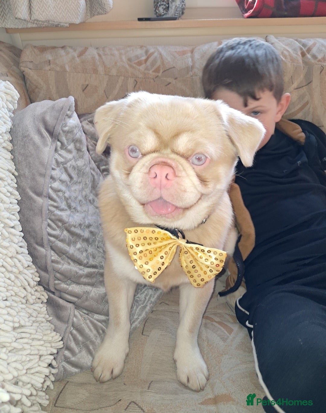 Pug dogs Pink and Tan Pug for stud striking blue eyes 💙 in Wigan - Advert 1