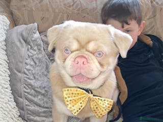 Pug dogs Pink and Tan Pug for stud striking blue eyes 💙 in Wigan - Advert 1