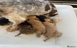 Cockapoo dogs for sale: Amazing mix of colours F1 Cockapoo pups - Image 17
