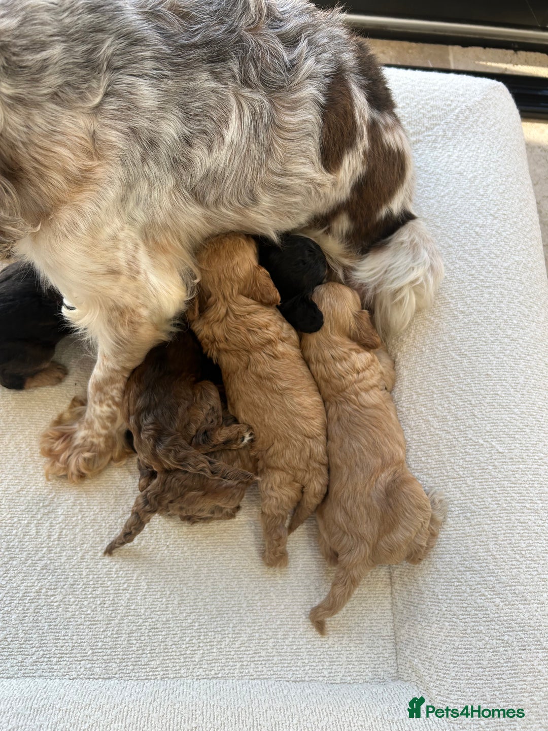 Cockapoo dogs for sale: Amazing mix of colours F1 Cockapoo pups - Image 17