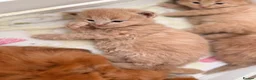 Maine Coon cats for sale: Stunning Mainecoons  in Teignmouth - Advert 12