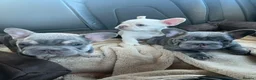 French Bulldog dogs for sale: French Bulldog Blue & Platinum Puppies  - Advert 22