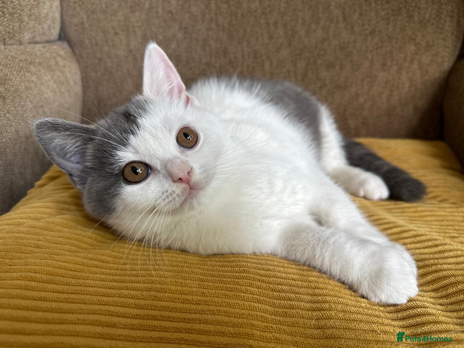 British Shorthair cats TICA registered BSH Kittens Blue & Blue Bicolour - Advert 6