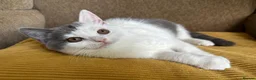British Shorthair cats for sale: TICA Registered BritishShorthairKittens  Ready now - Advert 7