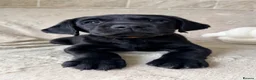 Labrador Retriever dogs for sale: KC Reg Black Labrador Puppies – Only 2 Girls Left! - Advert 5