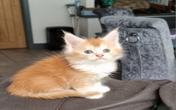 Maine Coon cats for sale: Pedigree Maine Coon Kittens for sale  - Image 7