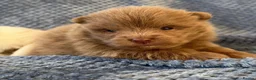 Pomeranian dogs for sale: Lilac parti pom poms  - Advert 5