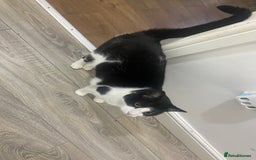 Domestic Shorthair cats for sale: Black and white cat well tammed  - Image 2