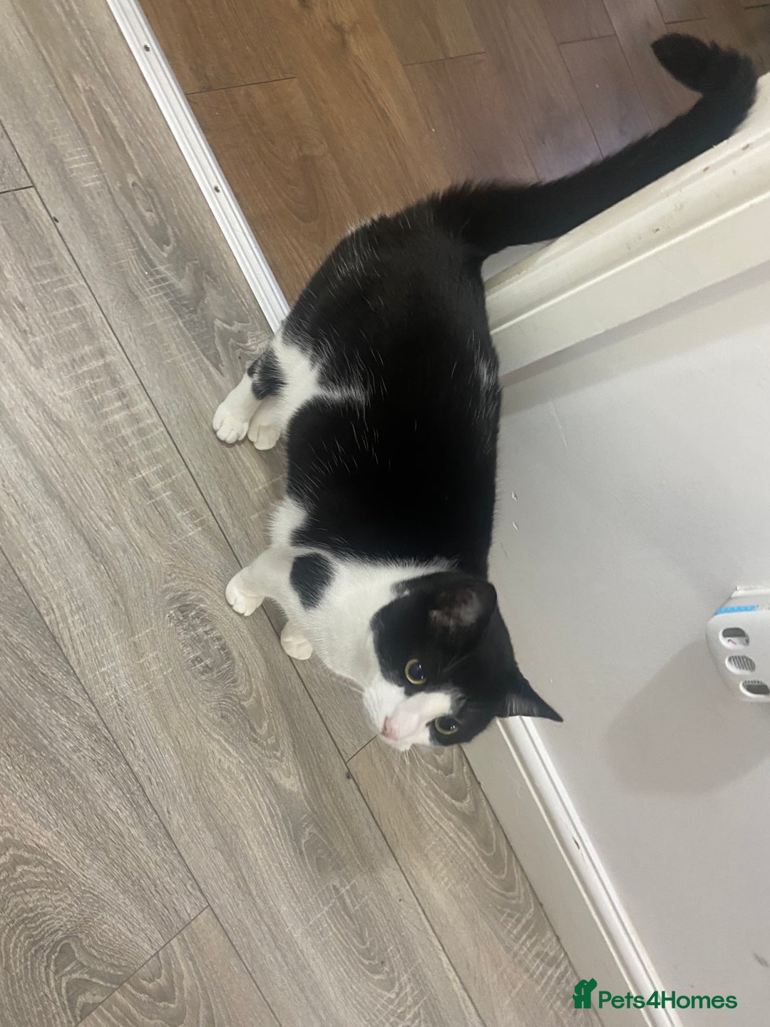 Domestic Shorthair cats for sale: Black and white cat well tammed  - Image 2