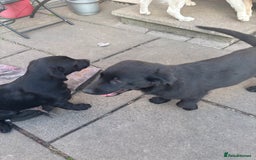 Mixed Breed dogs for sale: Last 3 Lovely Puppies looking forever home!! - Image 8